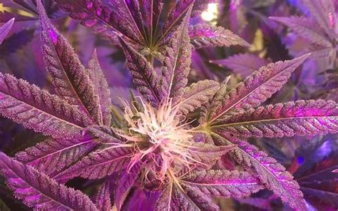 Blue Ice is a hybrid weed strain. . Blueberry strain leafly